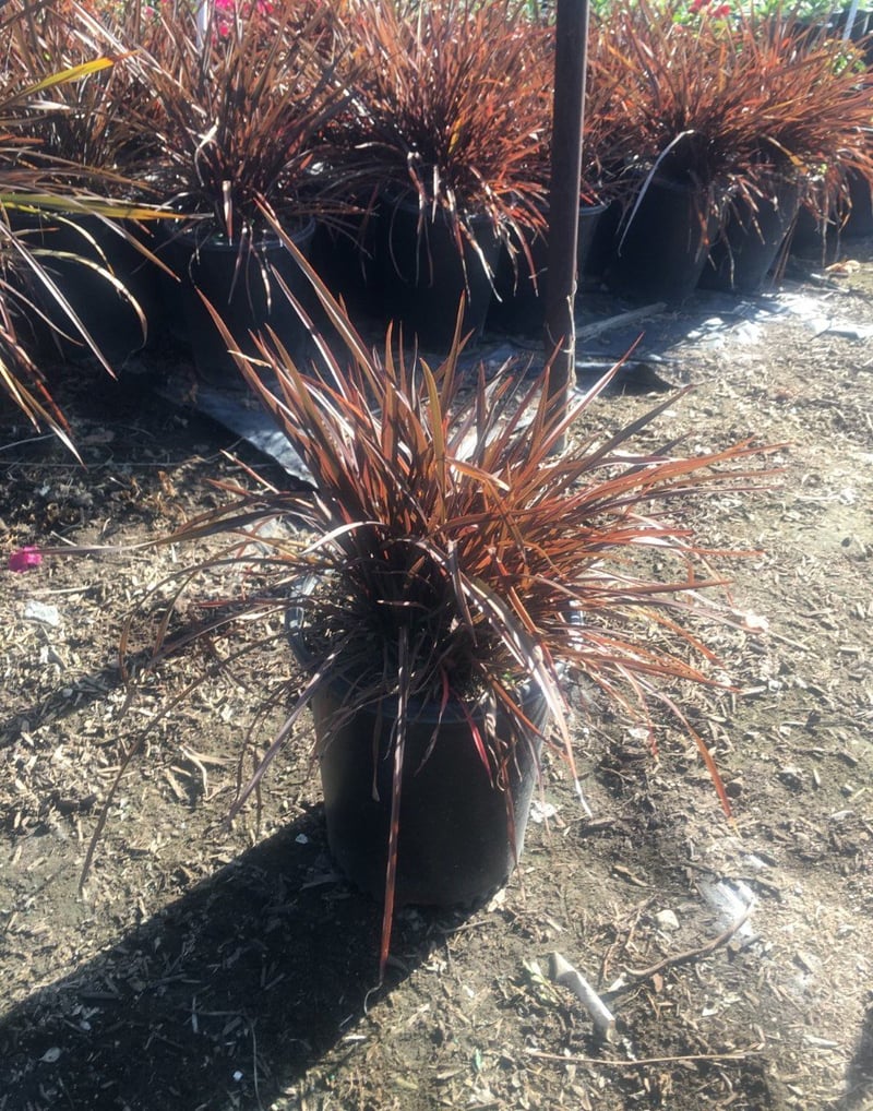 Photo for Phormium x 'Bronze Baby' (Bronze Baby New Zealand Flax)