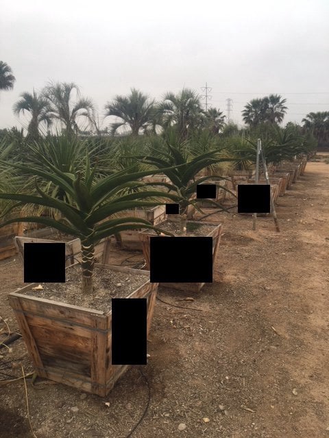 Photo for Aloe barberae (A. bainesii) (Tree Aloe)