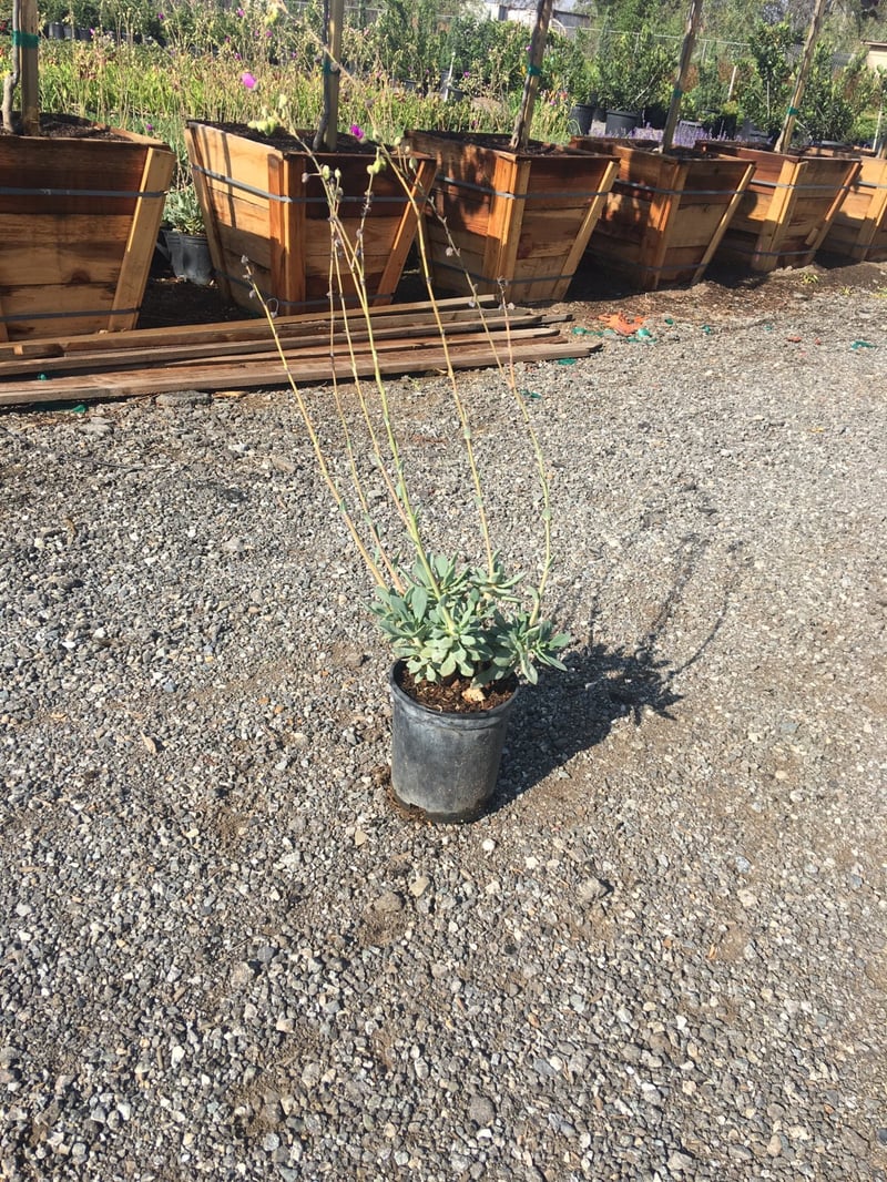 Photo for Calandrinia spectabilis (Rock Purslane)