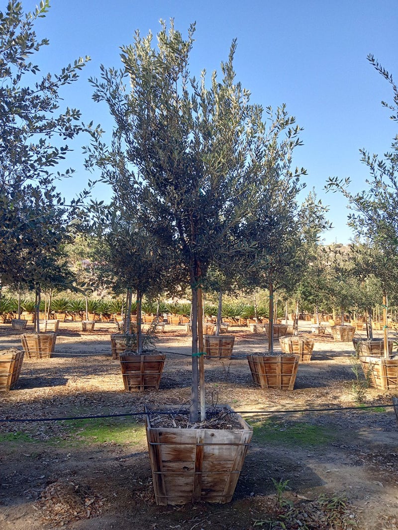 Photo for Quercus ilex (Holly Oak, Holm Oak)