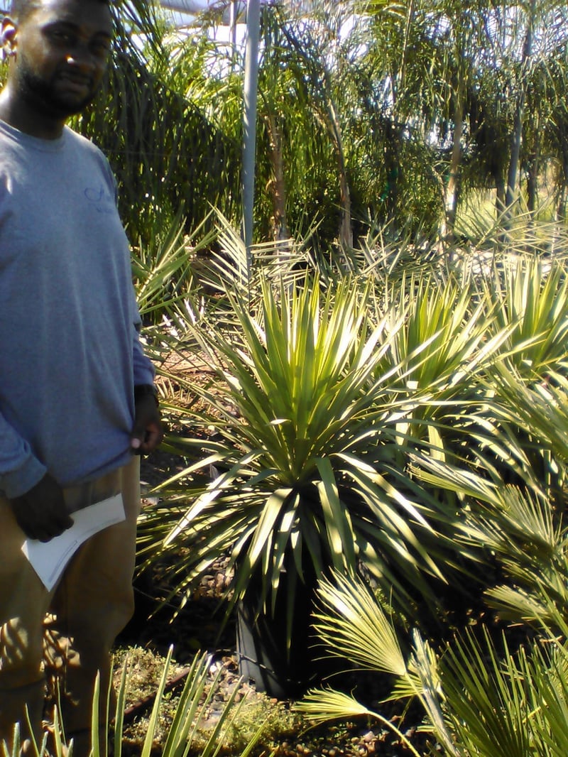 Photo for Yucca recurvifolia (Y. pendula) (Soft Leaf Yucca)