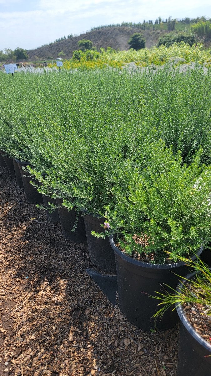 Photo for Westringia fruticosa 'Blue Gem' (Blue Gem Coast Rosemary)