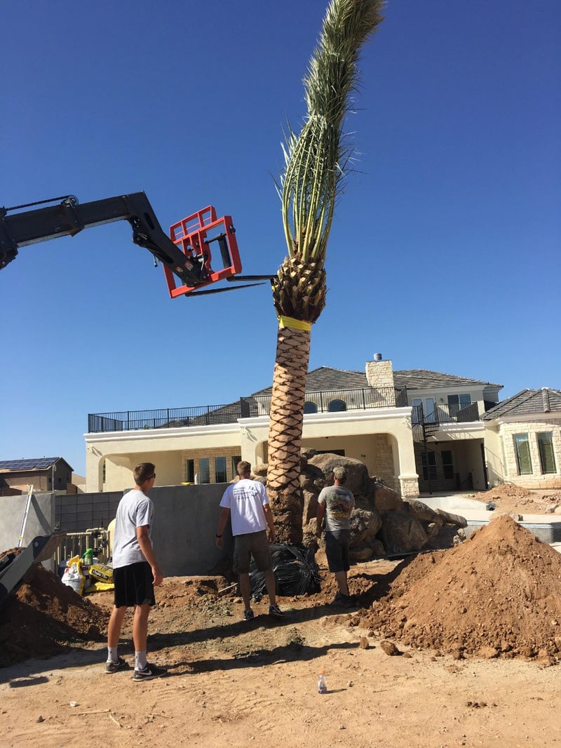 Photo for Phoenix dactylifera (Male Only) (Date Palm)