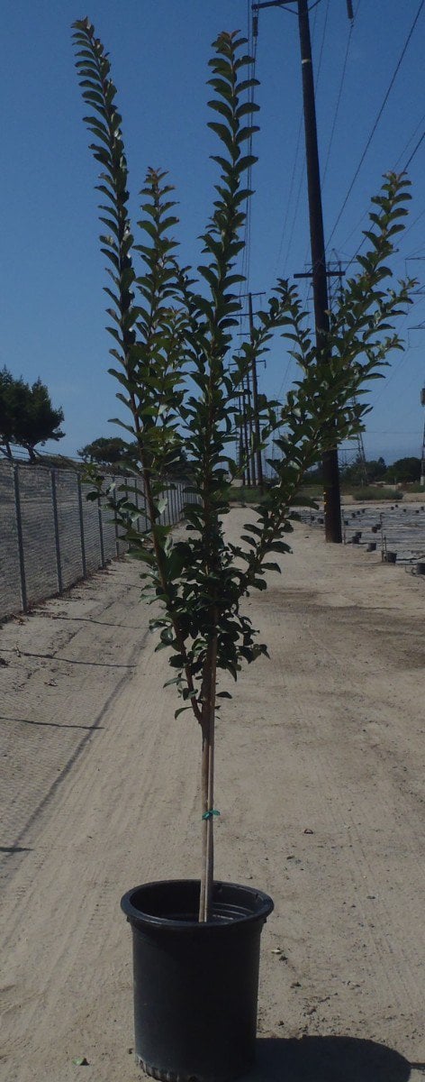 Photo for Lagerstroemia indica 'Pink' (Pink Crape Myrtle)