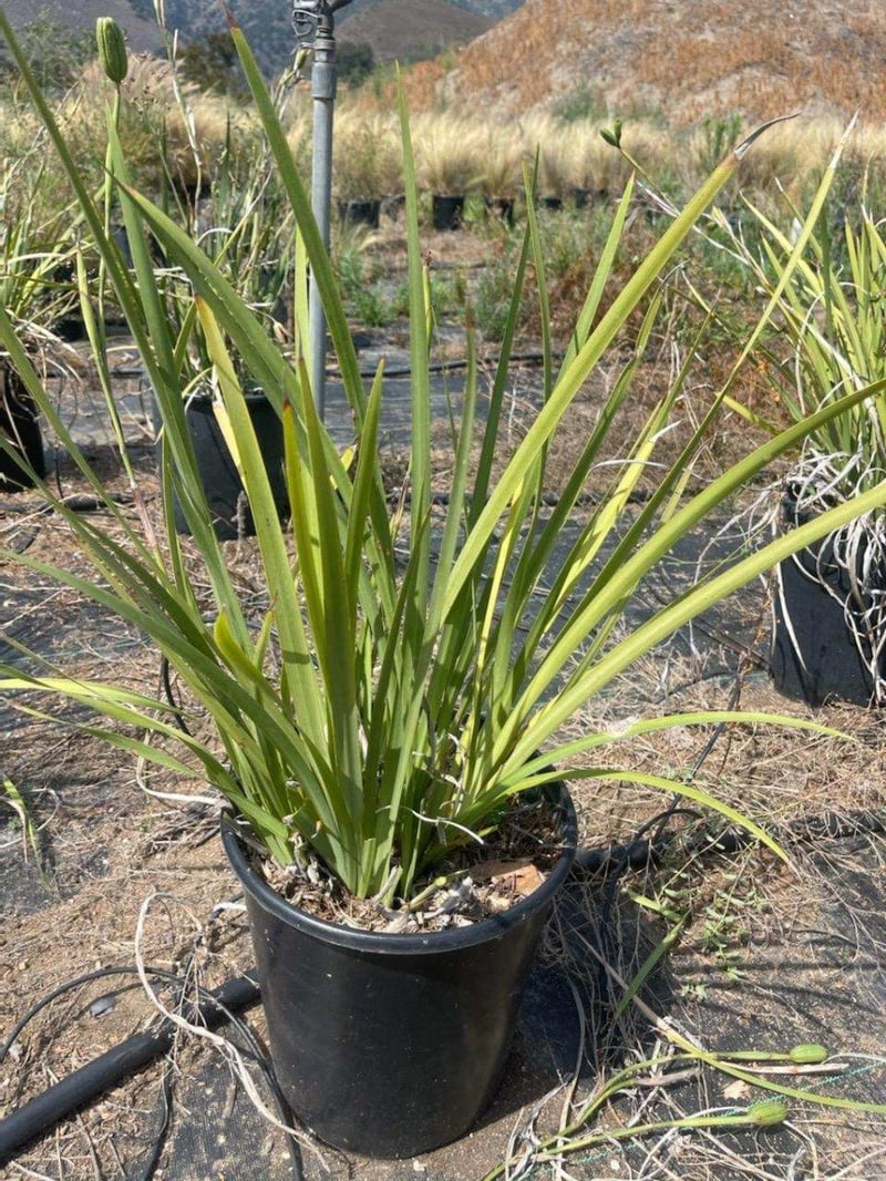 Photo for Dietes vegeta (Moraea iridioides) (Fortnight Lily)