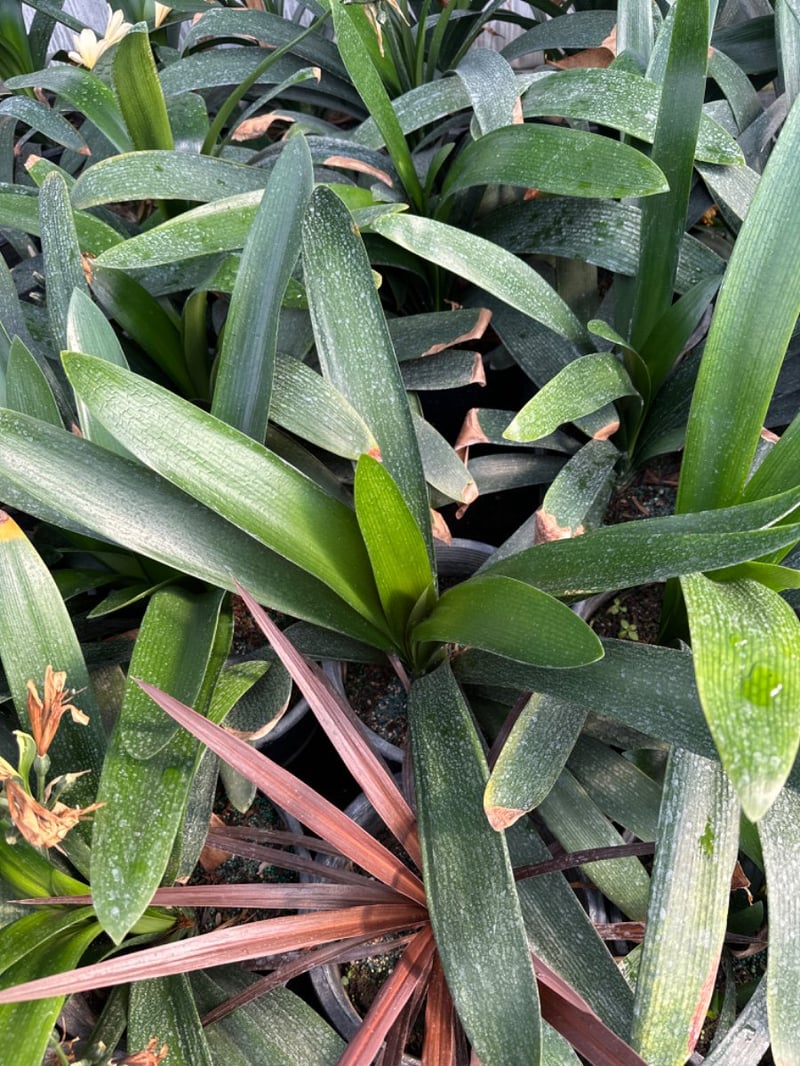 Photo for Clivia miniata 'San Marcos Yellow' (Yellow Clivia)