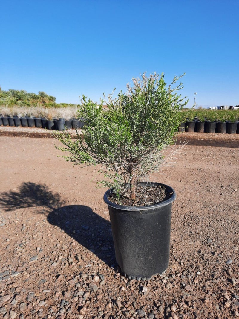 Photo for Baccharis hybrid 'Starn' (Thompson Desert Broom)