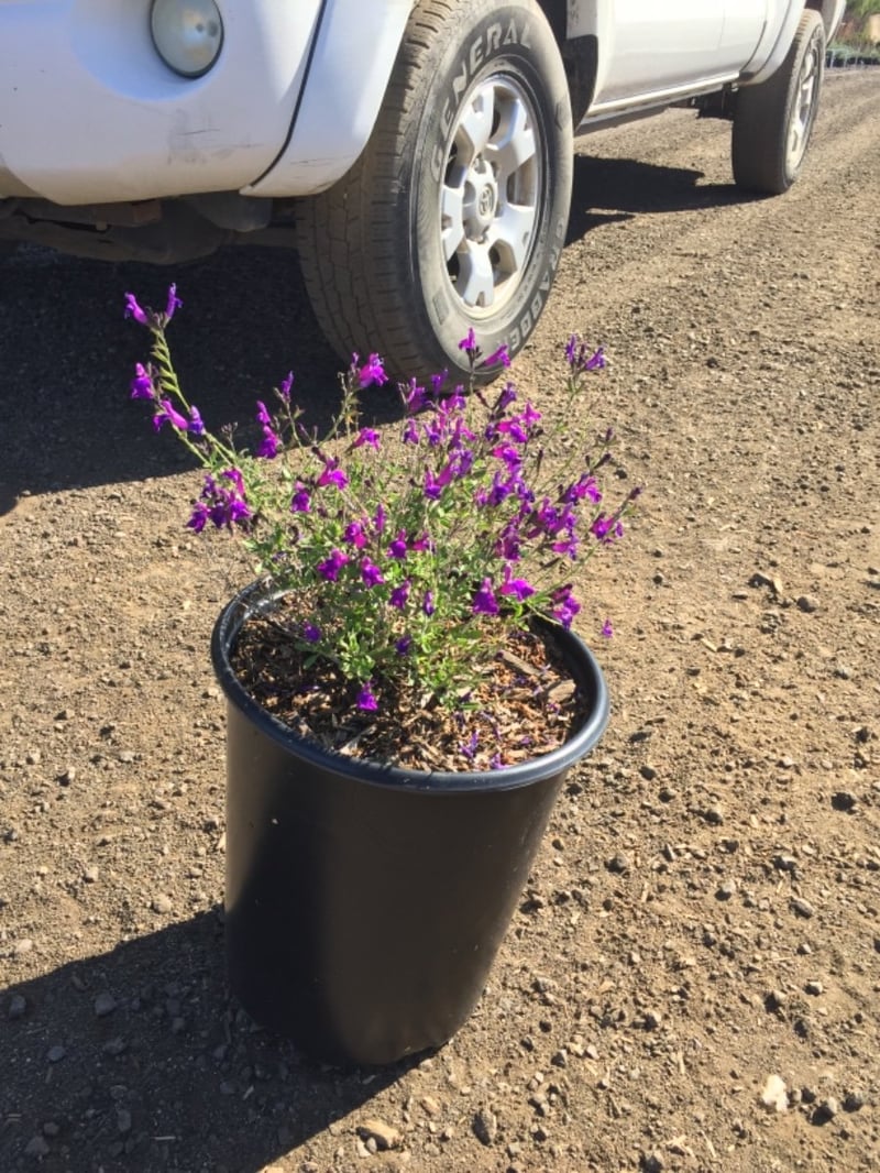 Photo for Salvia greggii 'Purple' (Autumn Sage)