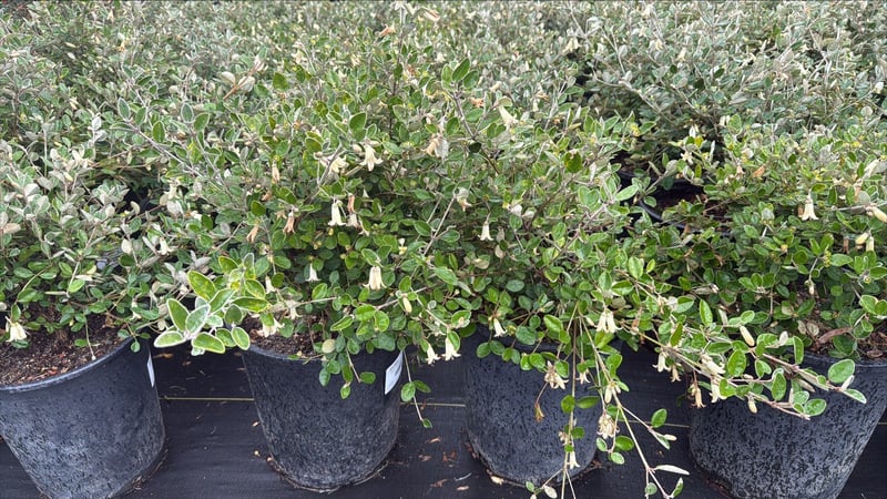 Photo for Correa 'Ivory Bells' (White Australian Fuchsia)