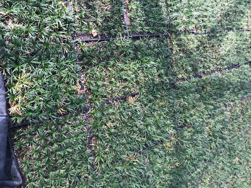 Photo for Ophiopogon japonicus 'Nanus' (Dwarf Mondo Grass)