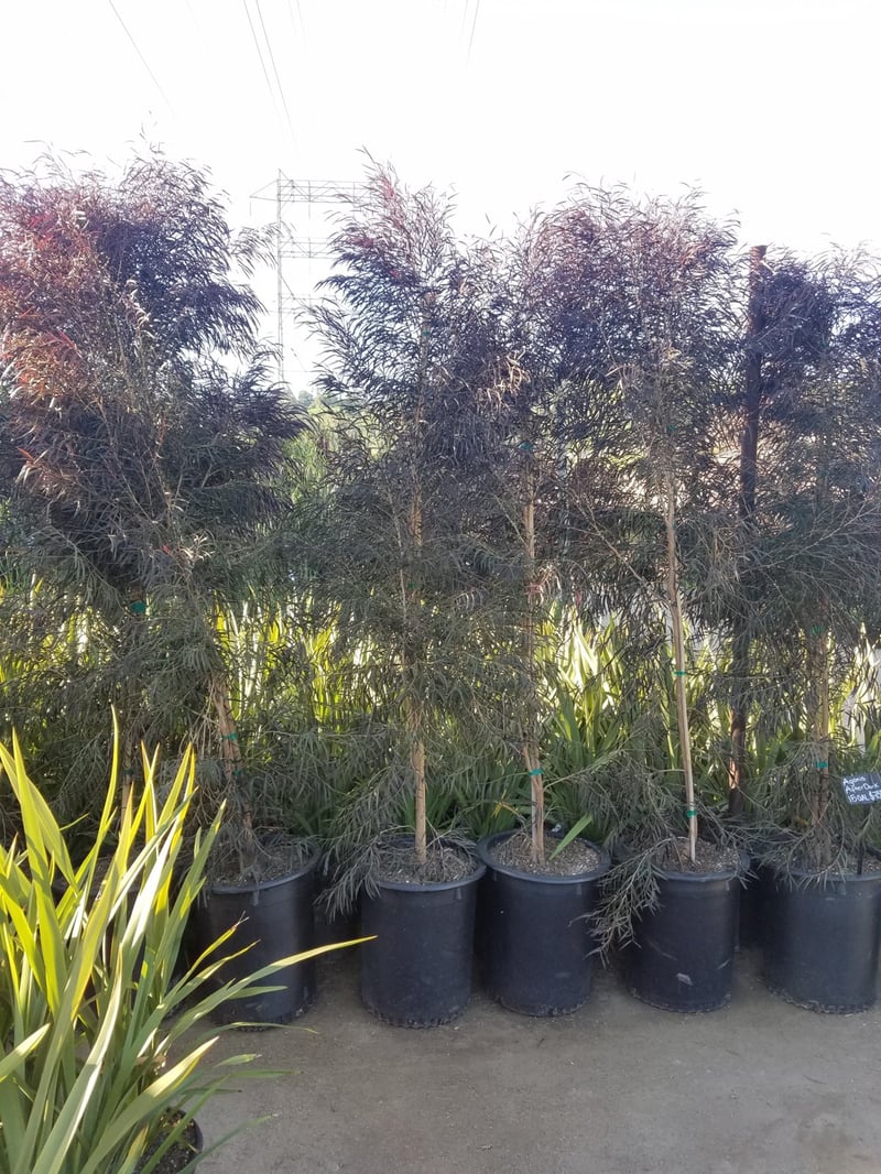 Photo for Agonis flexuosa 'Jervis Bay After Dark' (Low Branching) (After Dark Peppermint Tree (Low Branching))