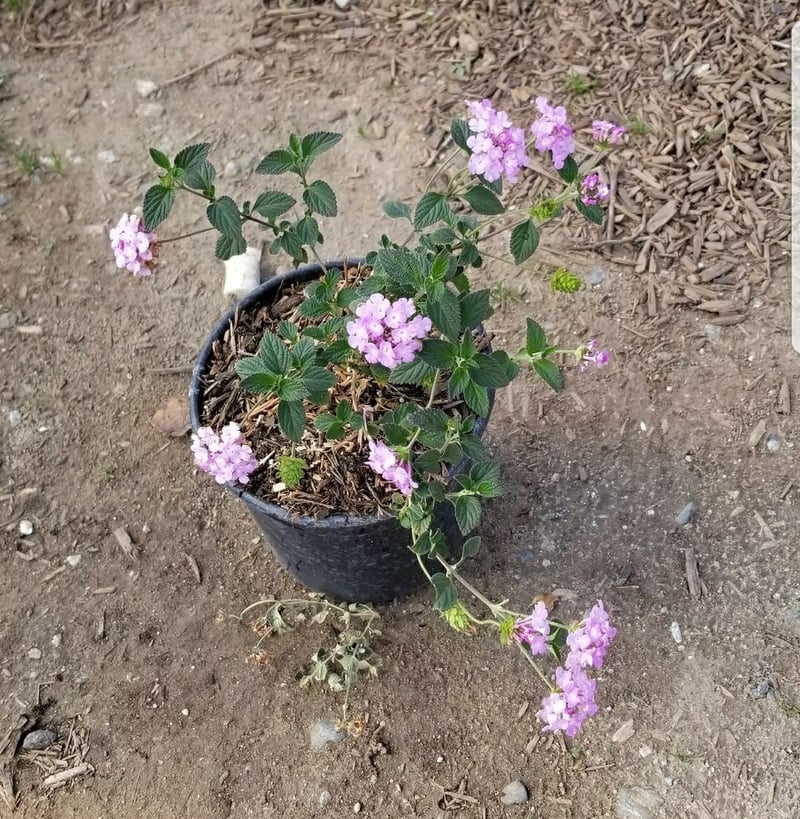 Photo for Lantana montevidensis (Purple Trailing Lantana)