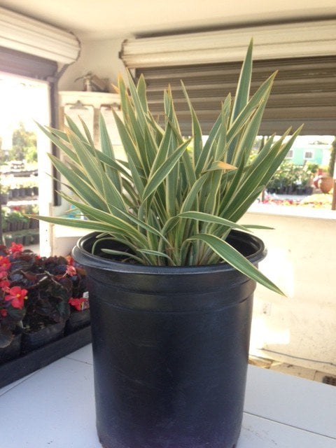 Photo for Phormium x 'Duet' (Duet Dwarf Variegated Flax)
