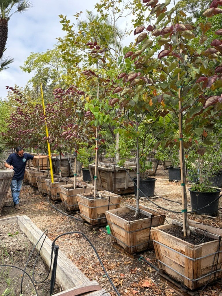Photo for Cercis canadensis 'Forest Pansy' (Eastern Redbud 'Forest Pansy')