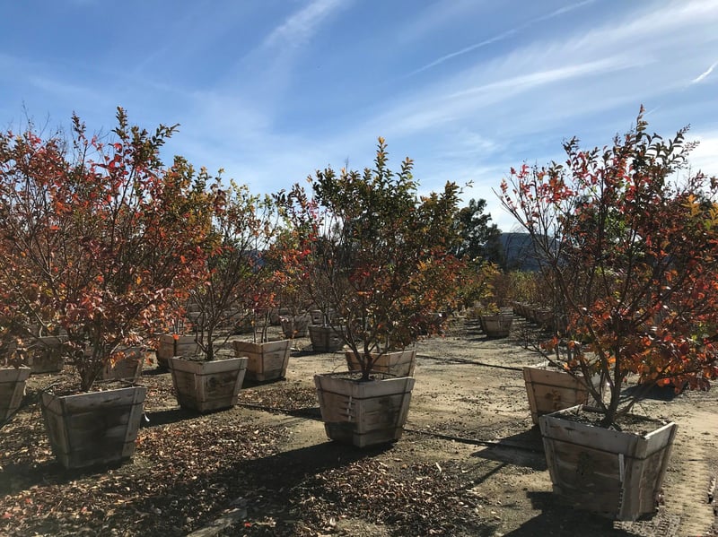 Photo for Lagerstroemia indica x fauriei 'Natchez' (Natchez Crape Myrtle)