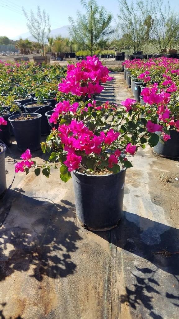 Photo for Bougainvillea 'La Jolla' (Shrub) (La Jolla Bougainvillea)