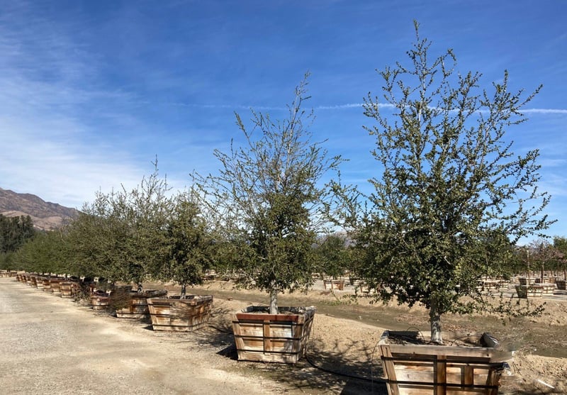 Photo for Quercus agrifolia (Natural) (Coast Live Oak)