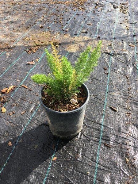 Photo for Asparagus densiflorus 'Myers' (Myers Foxtail Fern)