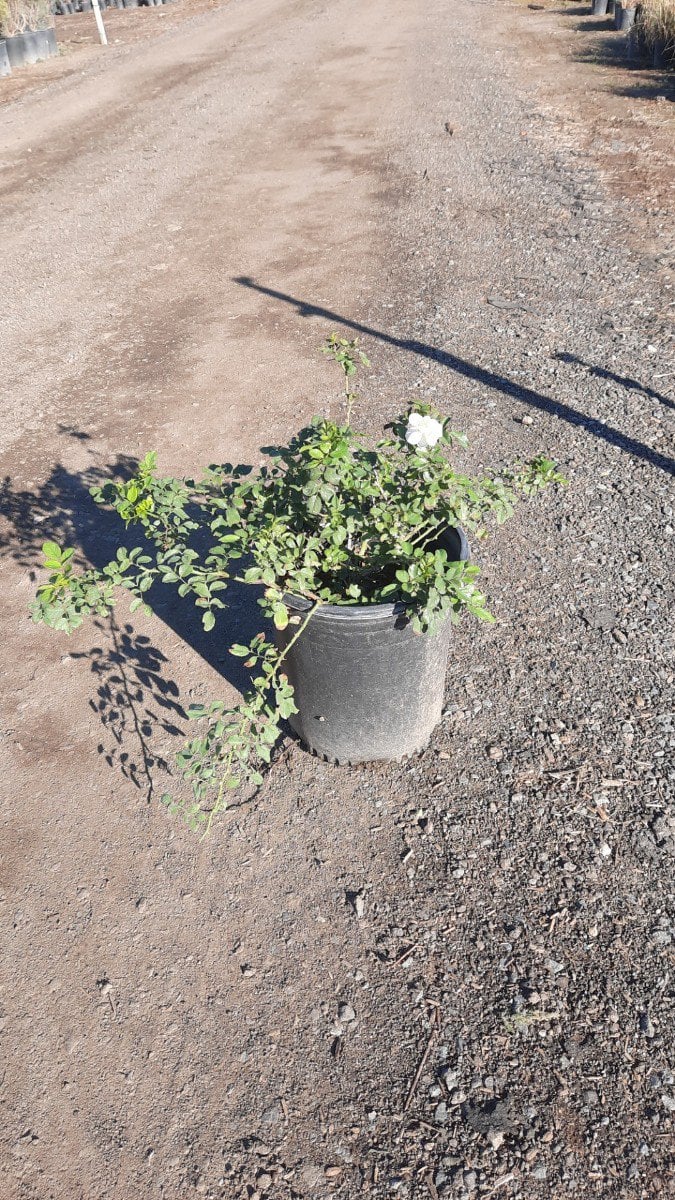 Photo for Rosa 'Flower Carpet White' (Flower Carpet White Rose)