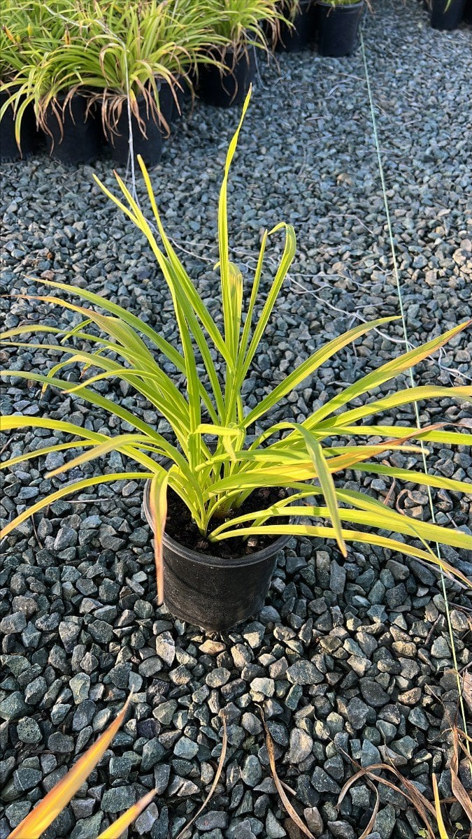Photo for Hemerocallis 'Happy Returns' (Happy Returns Reblooming Daylily)