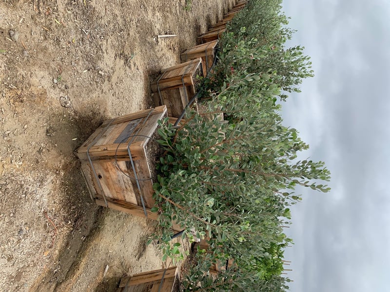 Photo for Feijoa sellowiana (Pineapple Guava)