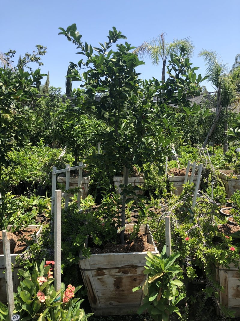 Photo for Citrus Lime 'Bearrs' (Bearrs Lime Tree)
