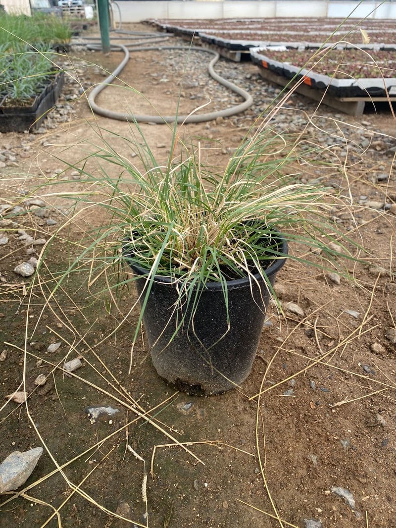 Photo for Bouteloua gracilis (Blue Gramma Grass)