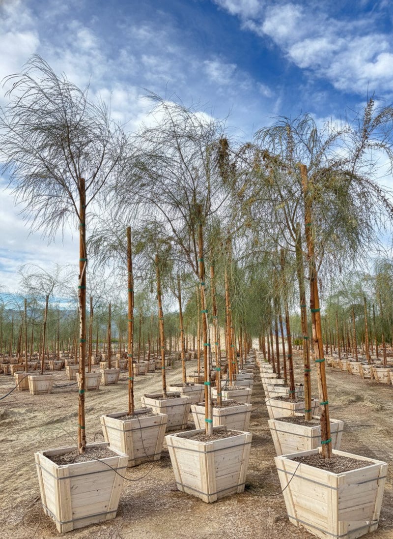 Photo for Acacia stenophylla (Shoe-String Acacia)