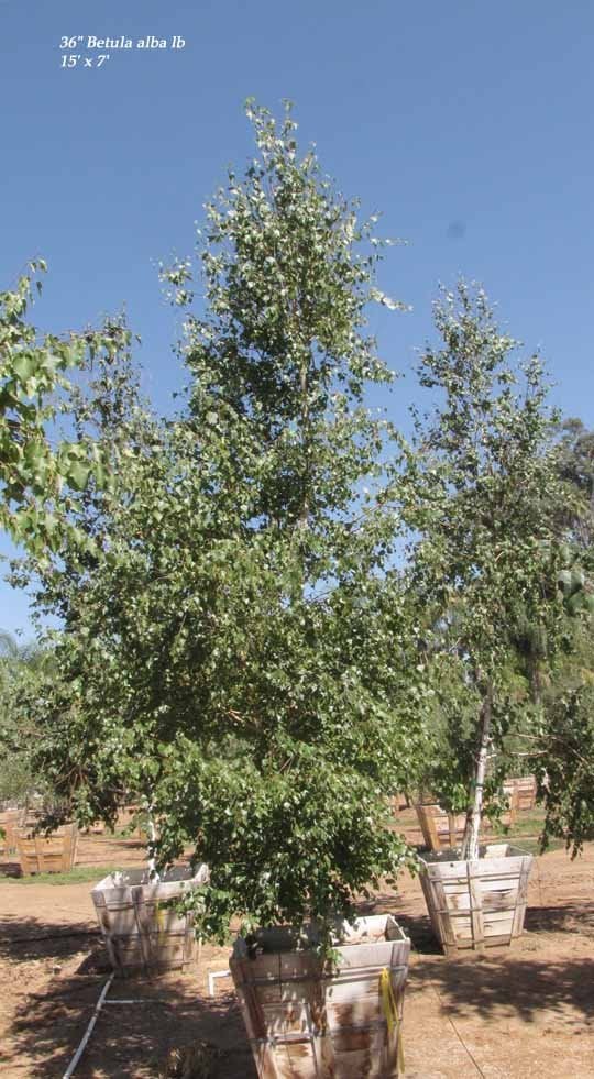 Photo for Betula pendula (European White Birch (East Asian Birch))