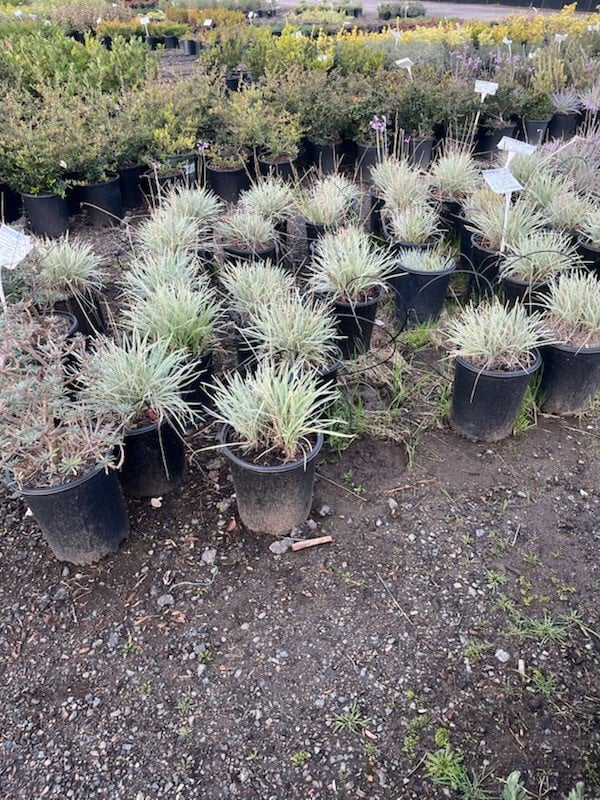 Photo for Tulbaghia violacea 'Variegata' (Society Garlic)