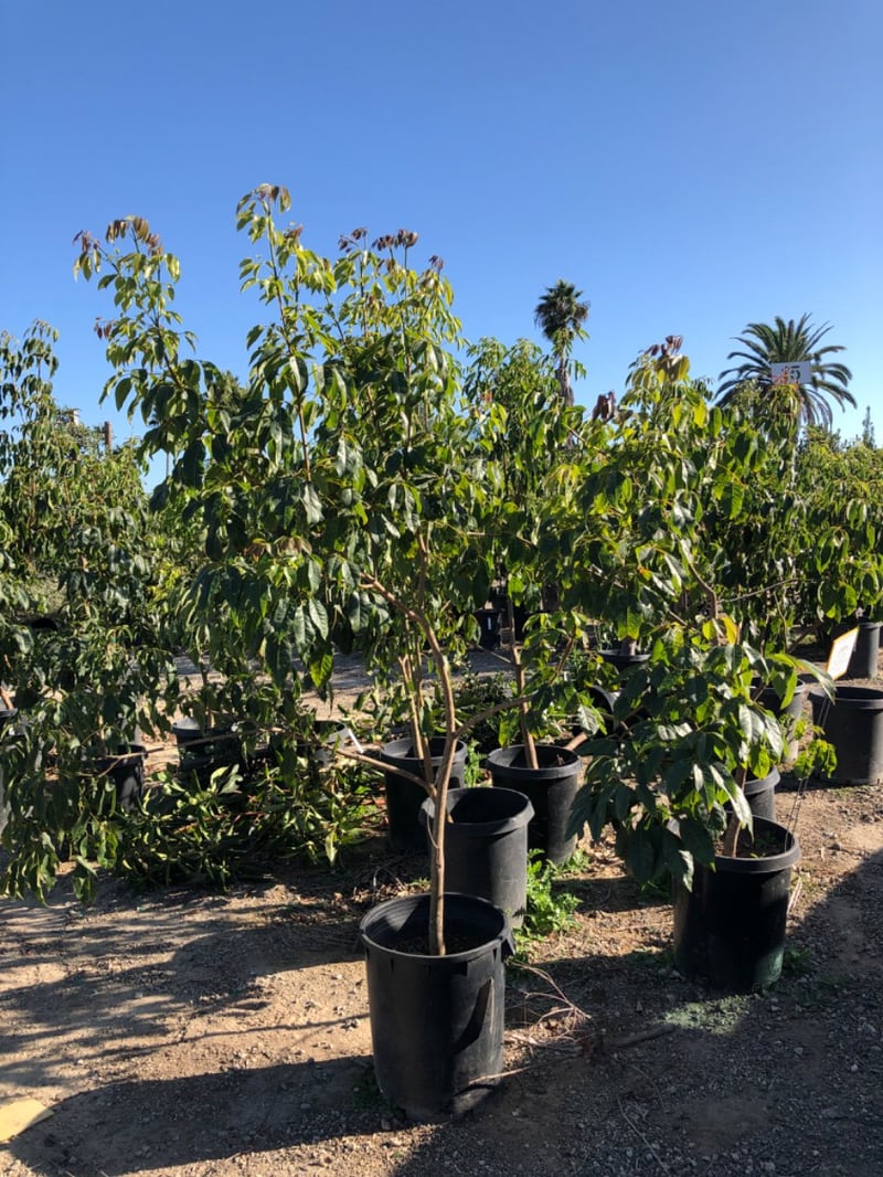 Photo for Tabebuia heterophylla (Pink Trumpet Tree)