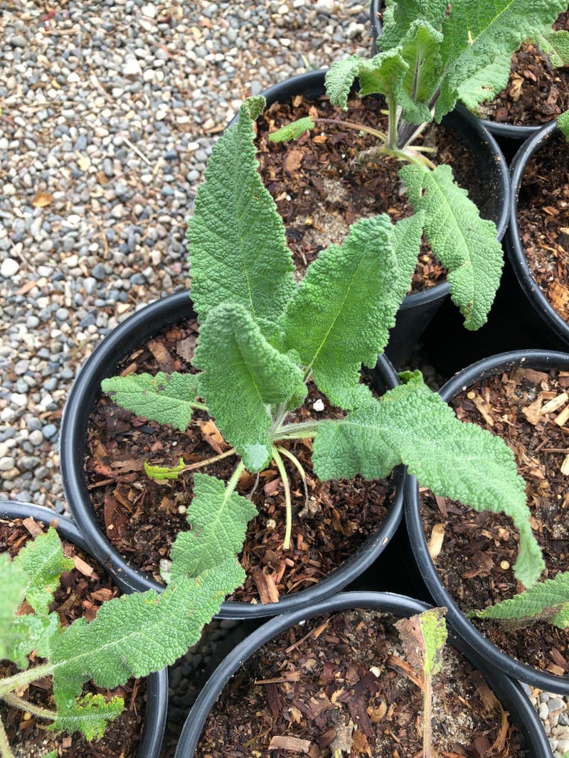 Photo for Salvia spathacea (Hummingbird Sage, Pitcher Sage)