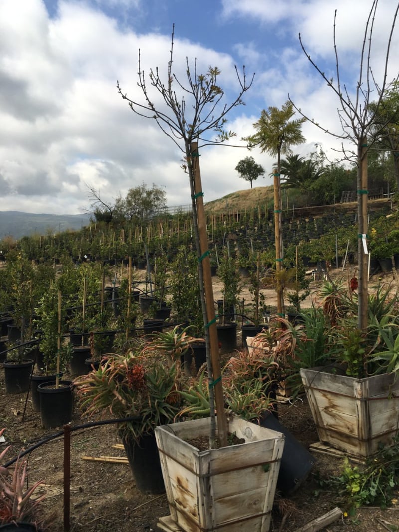 Photo for Fraxinus angustifolia oxycarpa 'Raywood' (Raywood Ash)