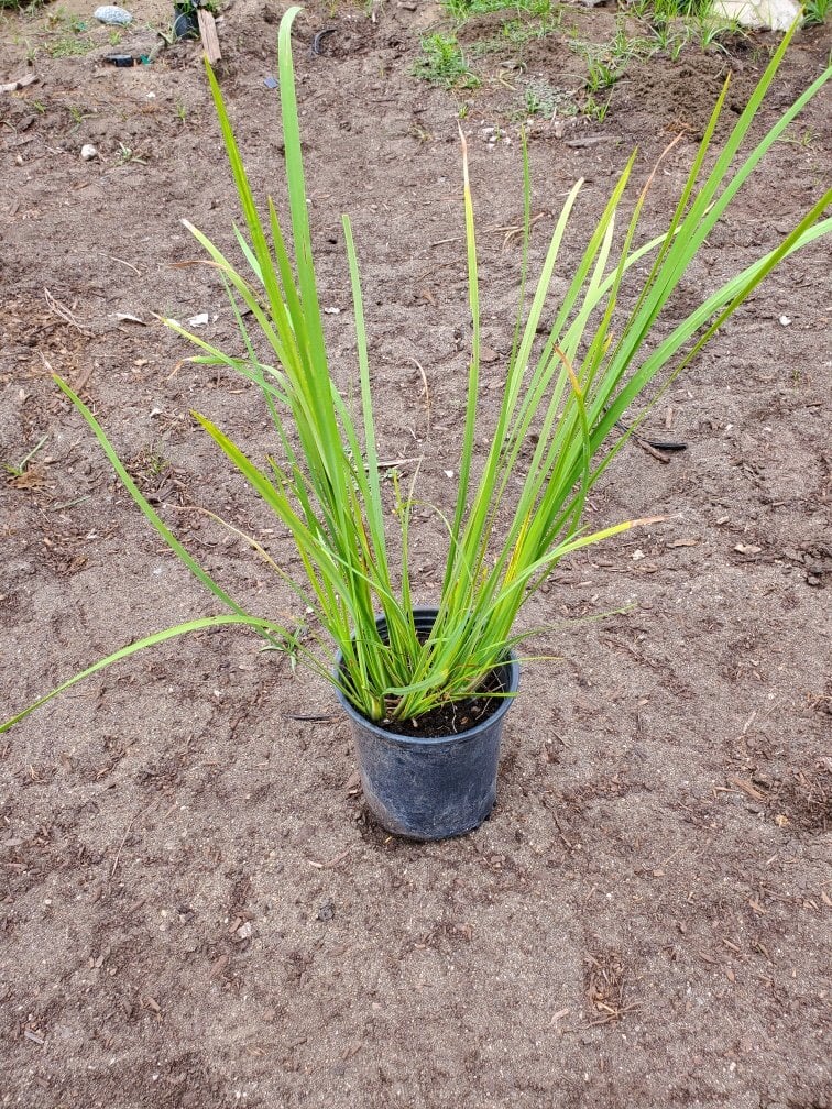 Photo for Dietes bicolor (Fortnight Lily, African Iris)