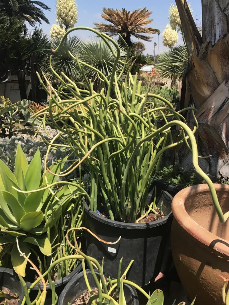 Photo for Pedilanthus bracteatus (Slipper Plant)