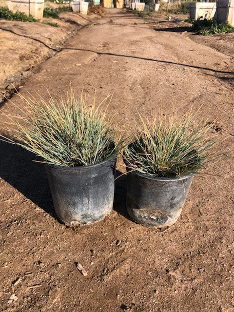 Photo for Helictotrichon sempervirens (Blue Oat Grass)