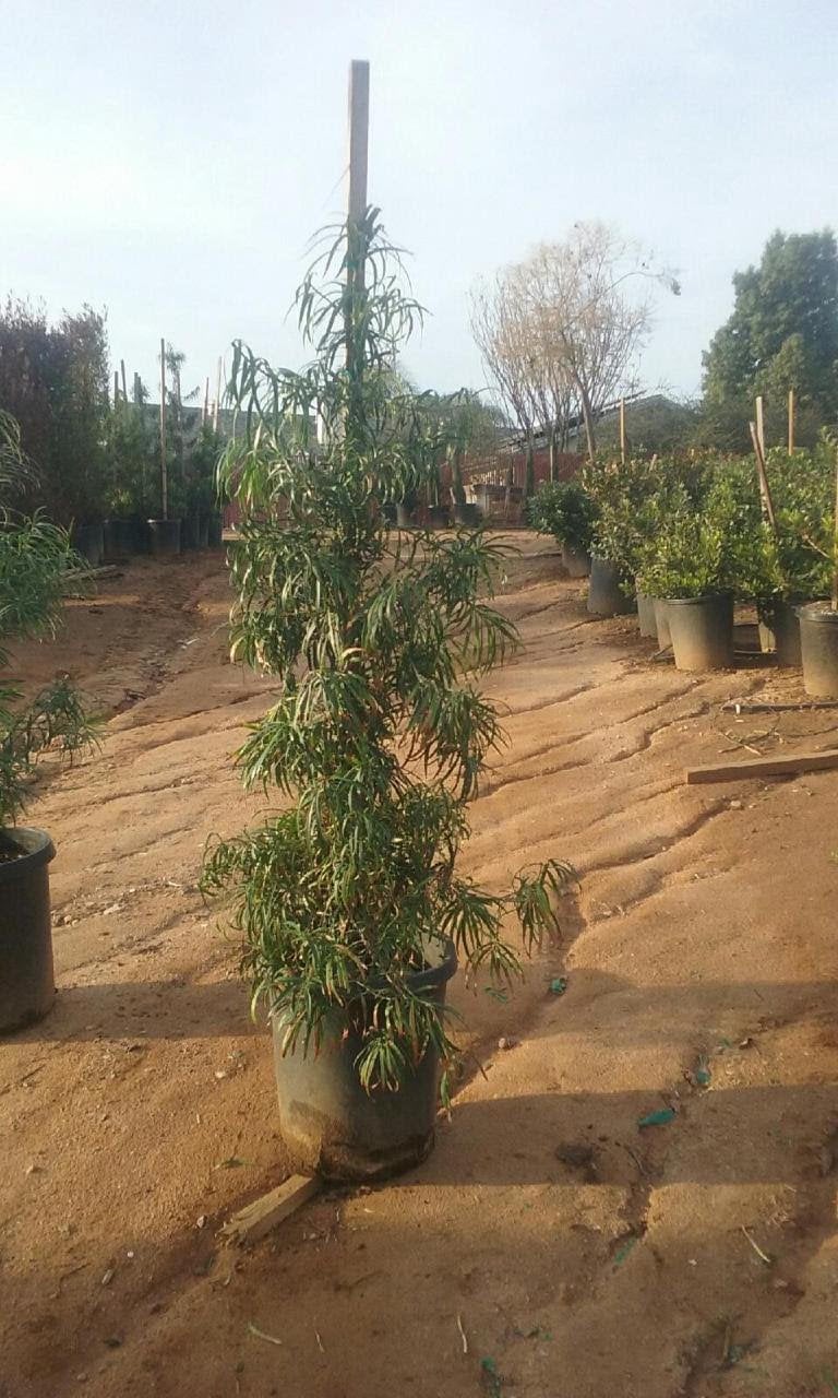 Photo for Podocarpus henkelii (Column) (Long Leafed Yellow-wood)