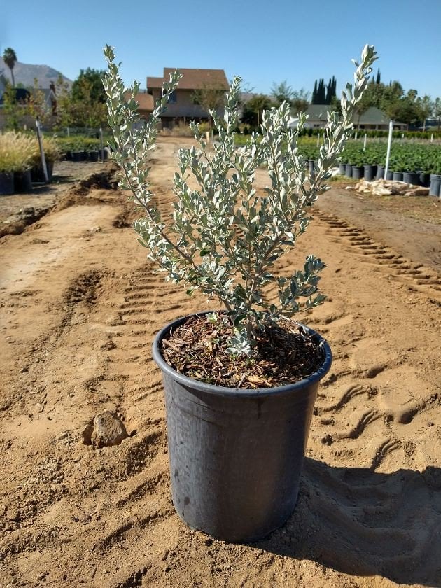 Photo for Leucophyllum candidum 'Thundercloud' (Thundercloud Texas Ranger)