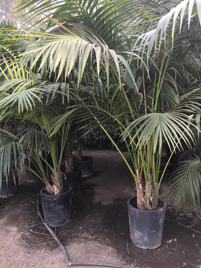 Photo for Howea forsteriana (Kentia Palm)