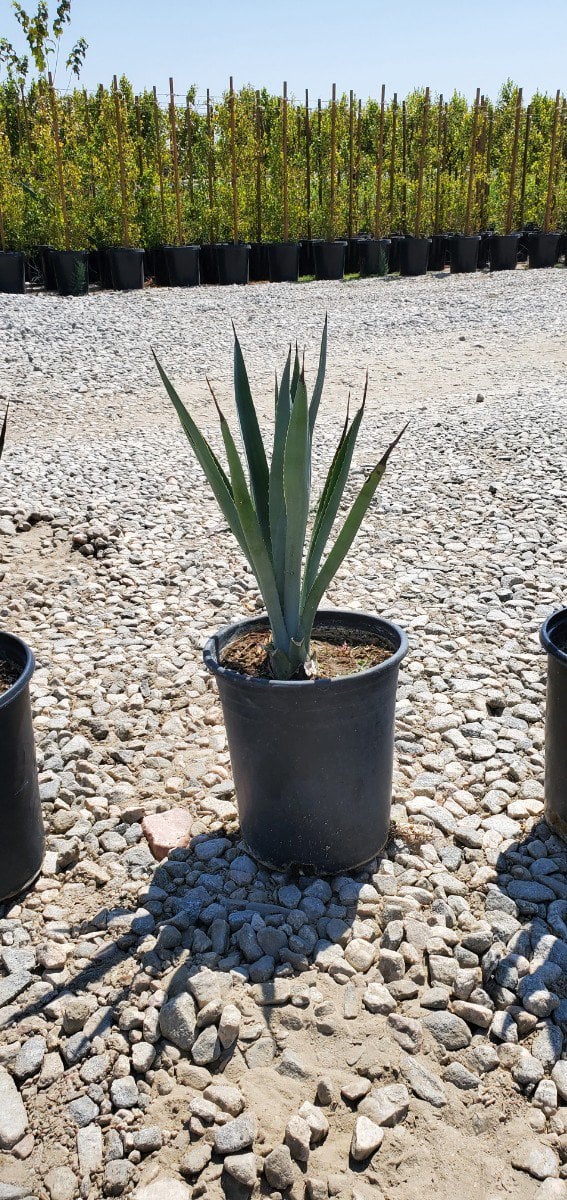 Photo for Agave tequilana (Blue Tequila Agave)