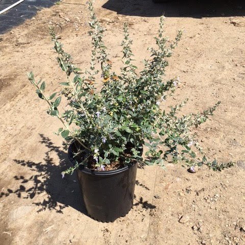Photo for Teucrium fruticans (Silver Germander)