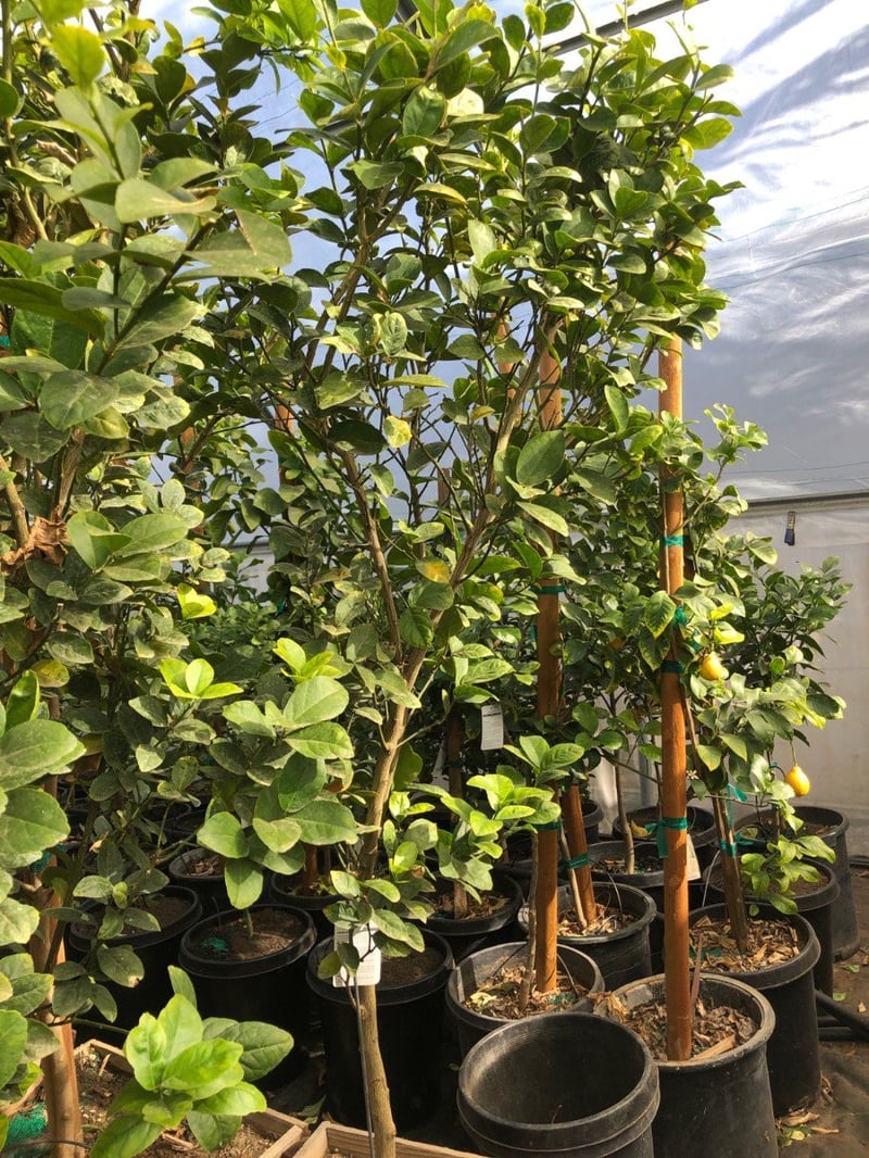 Photo for Citrus aurantifolia (Key Lime, Mexican Lime)
