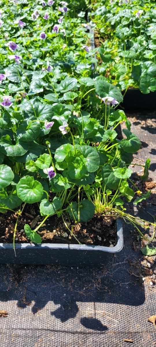Photo for Viola hederacea (Trailing Violet)