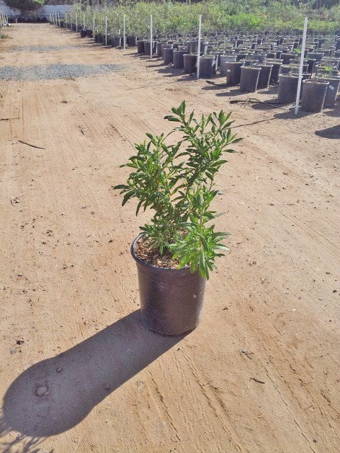 Photo for Salvia mellifera (Black Sage, Honey Sage)