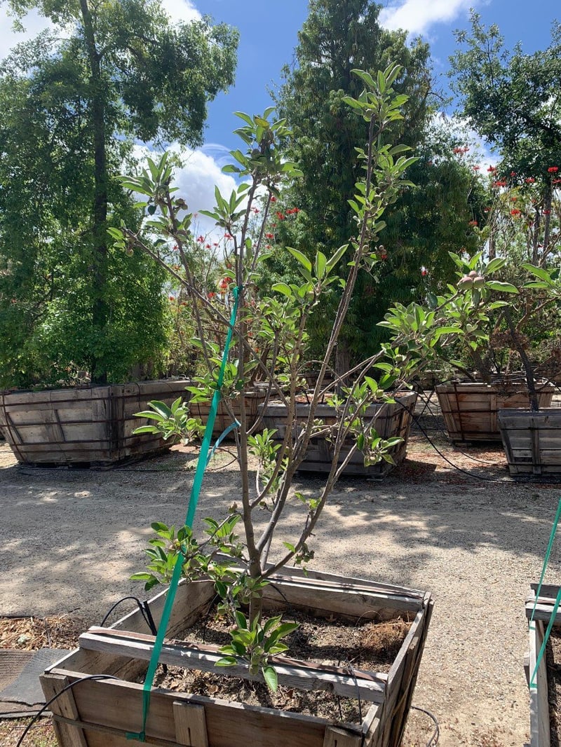 Photo for Malus domestica 'Gordon' (Gordon Apple)