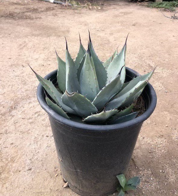 Photo for Agave parryi (Parry's Agave)