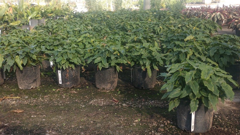 Photo for Philodendron 'Xanadu' (Xanadu Philodendron)