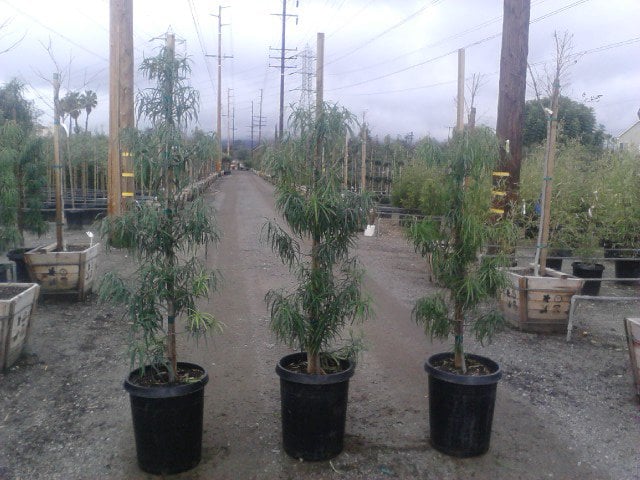Photo for Podocarpus henkelii (Column) (Long Leafed Yellow-wood)