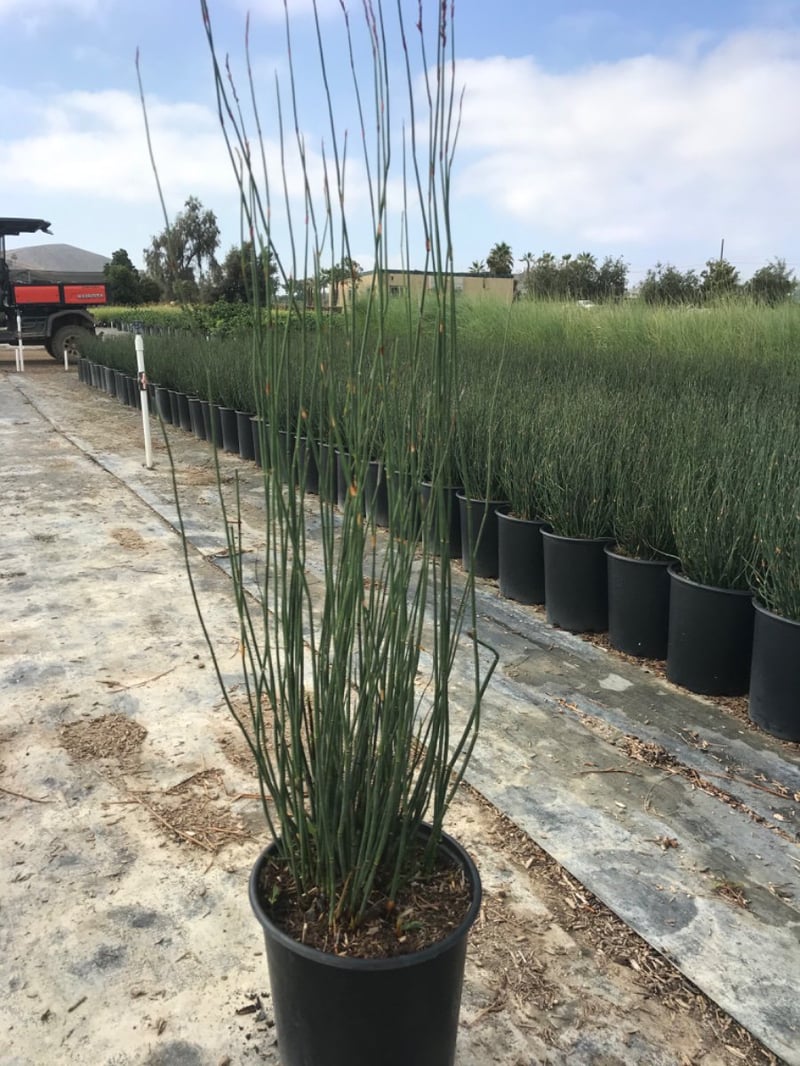 Photo for Chondropetalum elephantinum (Large Cape Rush)