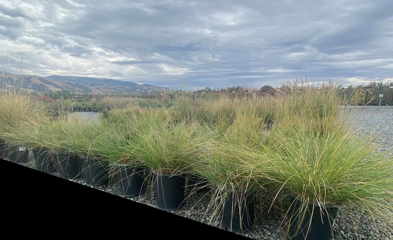 Photo for Stipa gigantea (Giant Feather Grass)